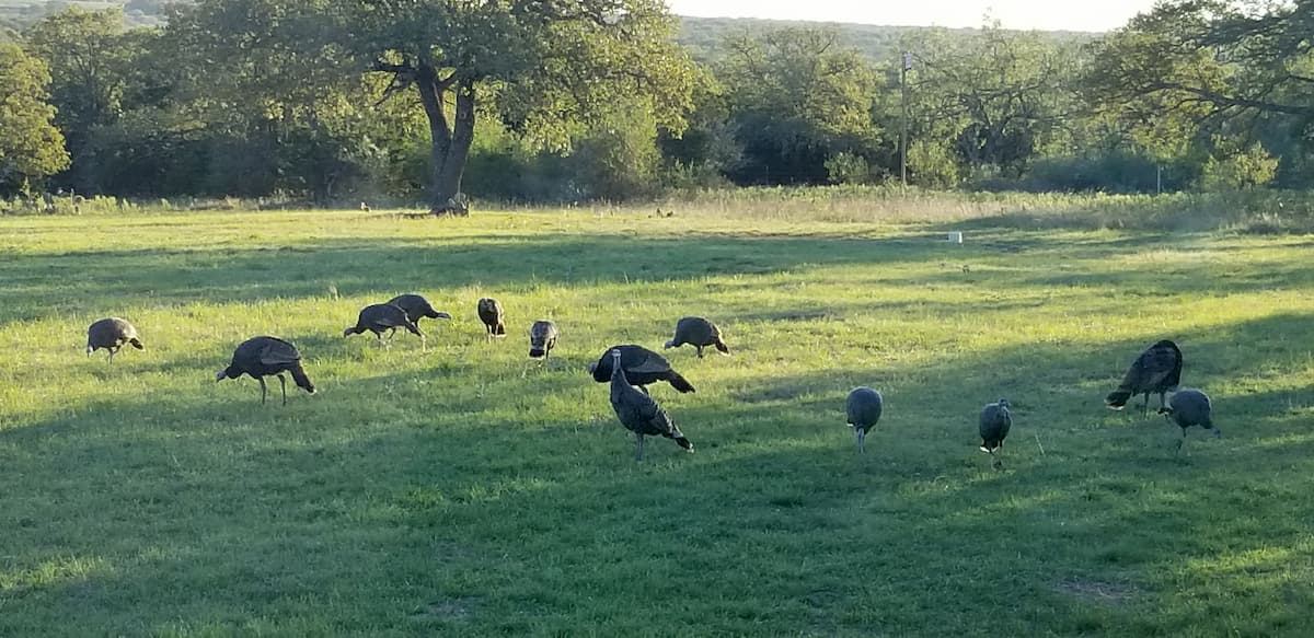 Wild turkeys on the grounds
